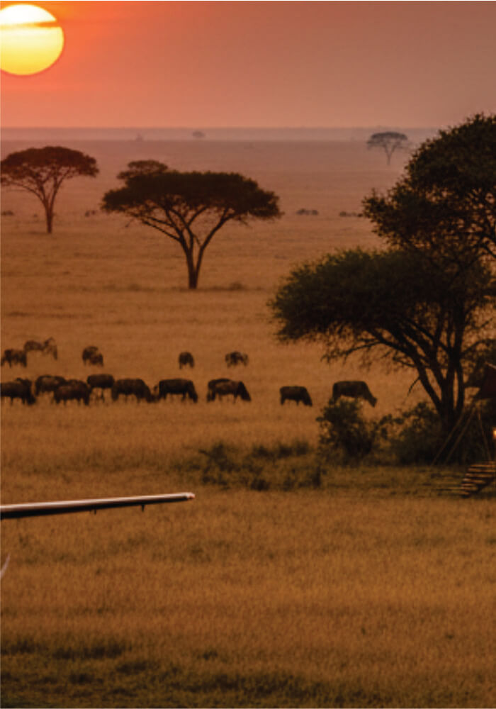 Safari scene with animals grazing under a sunset sky