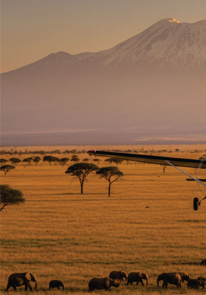 A scenic view of elephants in a grassy plain with Mount Kilimanjaro in the background.