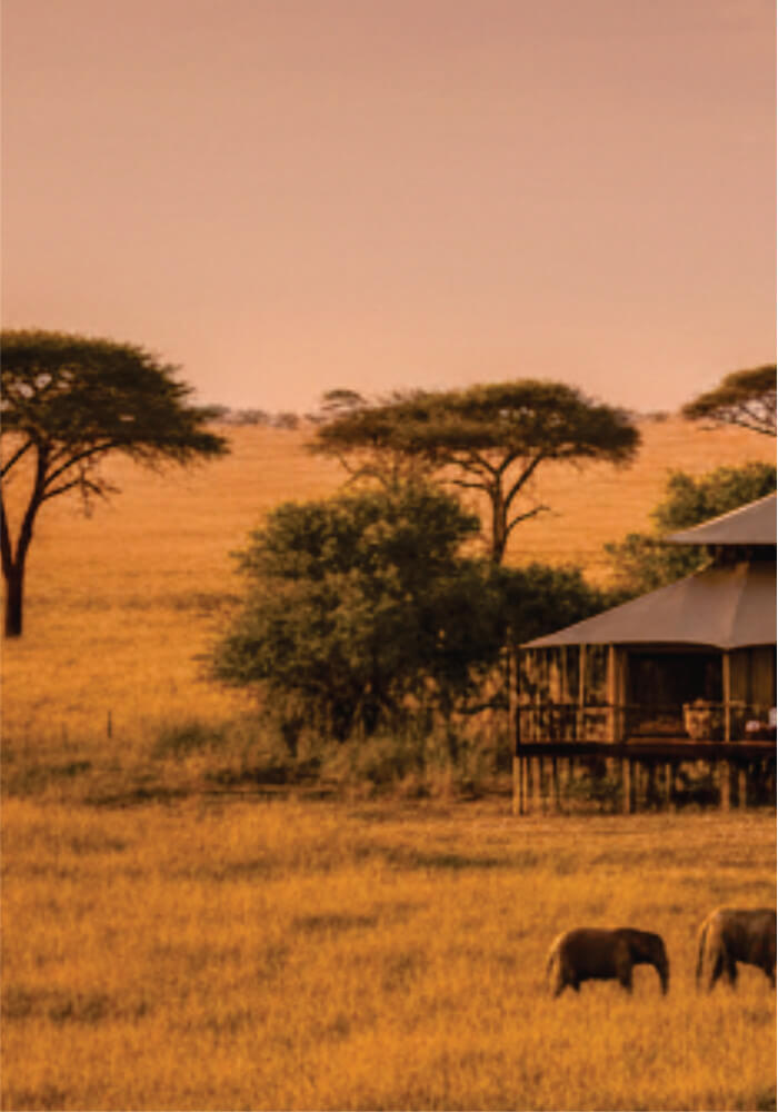 Safari tent in a grassy savanna with elephants and acacia trees at sunset.