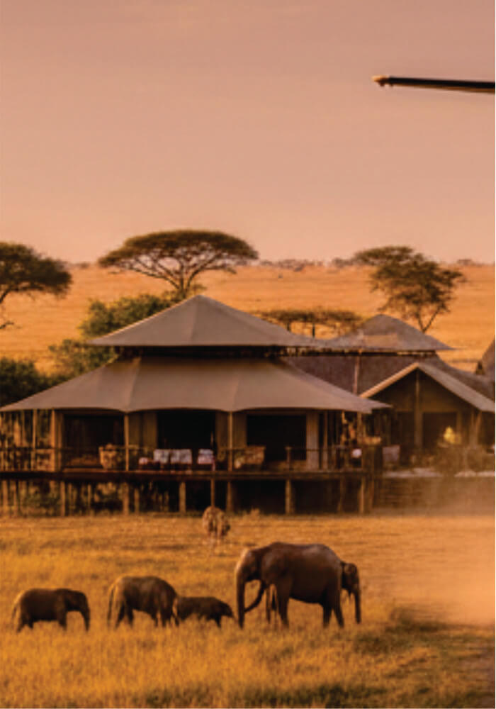Safari lodge with elephants in a grassy field at sunset