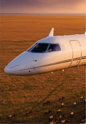 Private jet flying low over a field with animals at sunset