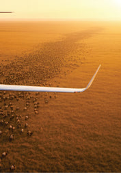 Aerial view of a large airplane flying over a field with animals at sunset.