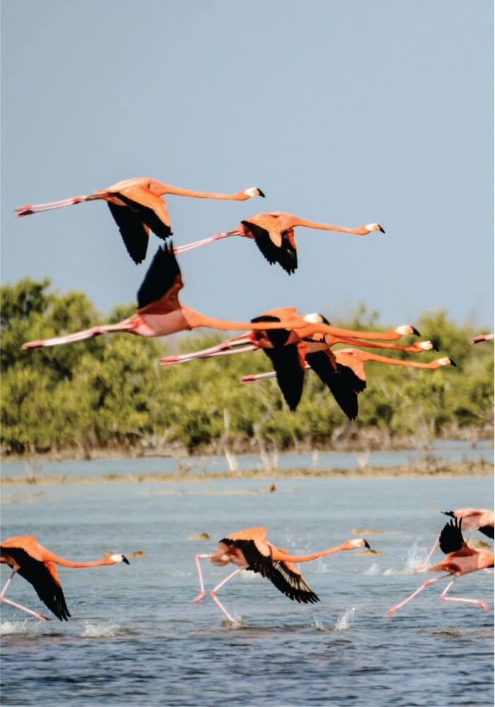 Flamingos flying over a body of water with greenery in the background