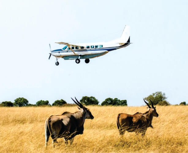 Budget Luxury Masai Mara Fly-in Safari Experience