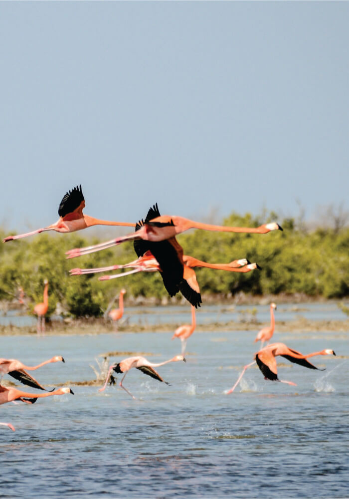 Flamingos taking off from a body of water with greenery in the background